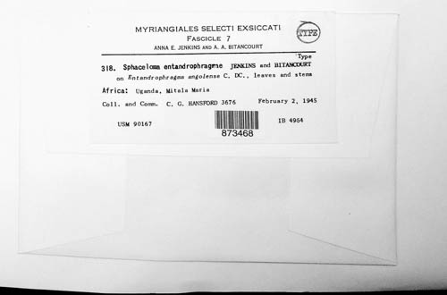 Sphaceloma entandrophragmae image